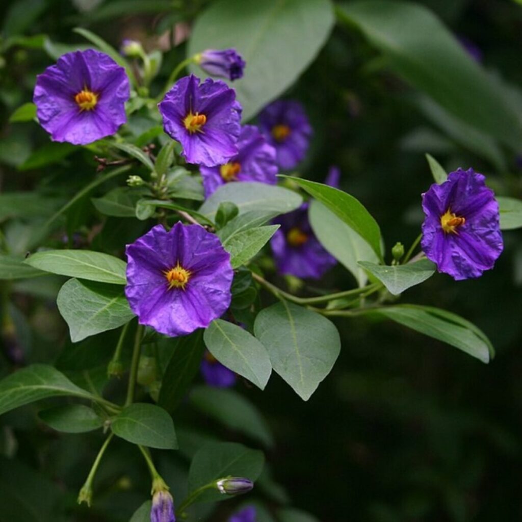 Kék burgonyacserje (Solanum rantonetti)