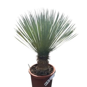 Kék pálmaliliom (Yucca rostrata)