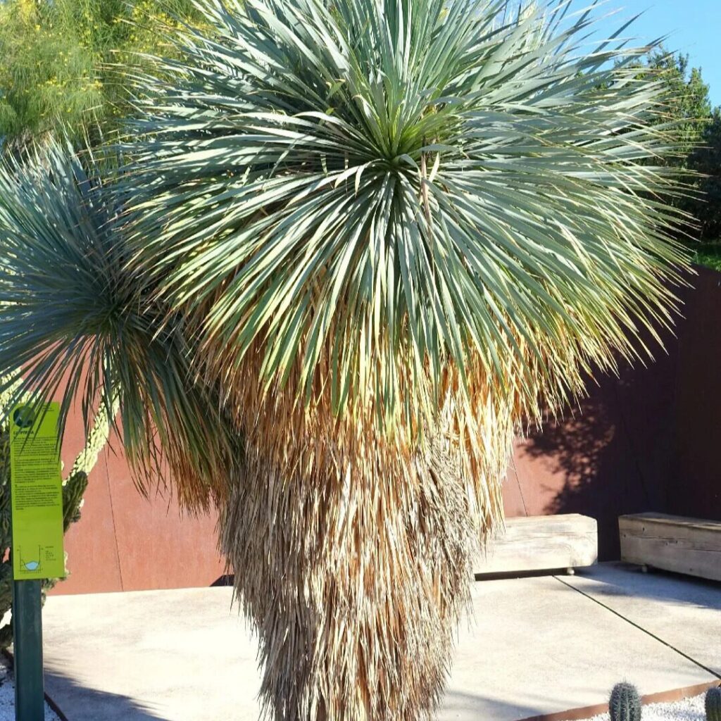 Kék pálmaliliom (Yucca rostrata)