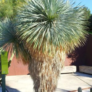 Kék pálmaliliom (Yucca rostrata)