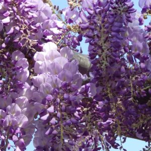 Kékeslila virágú lilaakác (Wisteria frutescens 'Amethyst Falls')