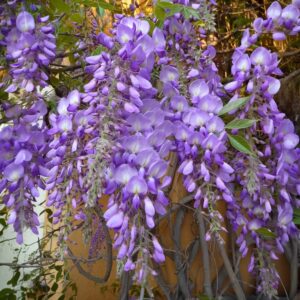 Kékeslila virágú lilaakác (Wisteria sinensis 'Prolific')