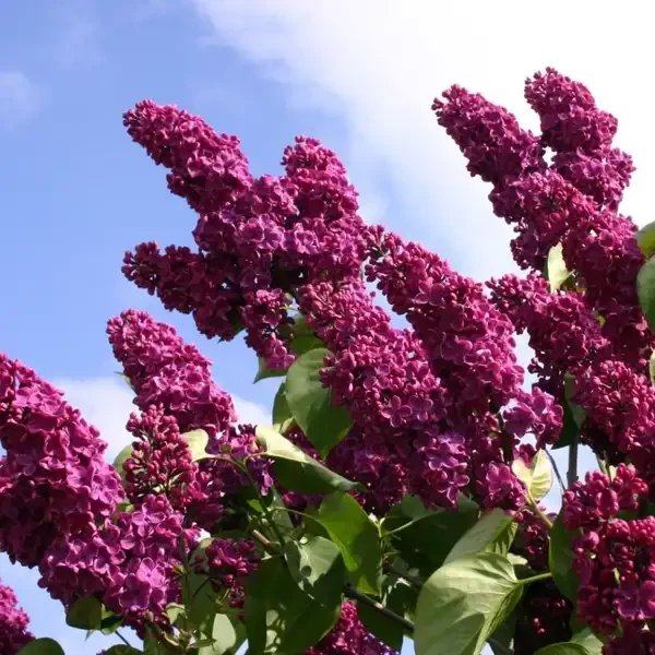Kerti orgona (Syringa vulgaris 'Andenken An L. Spaeth')