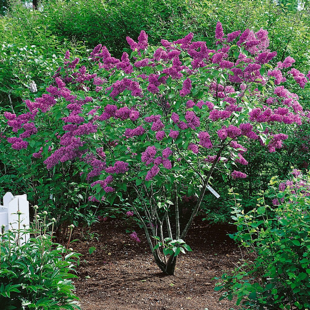 Kerti orgona (Syringa vulgaris 'Charles Joly')