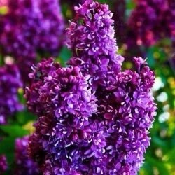 Kerti orgona (Syringa vulgaris 'Kolcoznica')