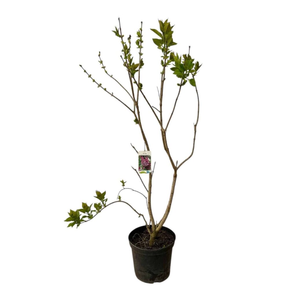 Kerti orgona (Syringa vulgaris 'Michel Buchner')