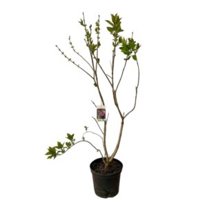 Kerti orgona (Syringa vulgaris 'Michel Buchner')