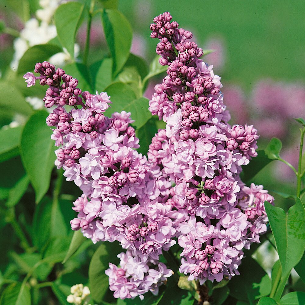 Kerti orgona (Syringa vulgaris 'Michel Buchner')