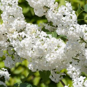 Kerti orgona (Syringa vulgaris 'Mme Lemoine')