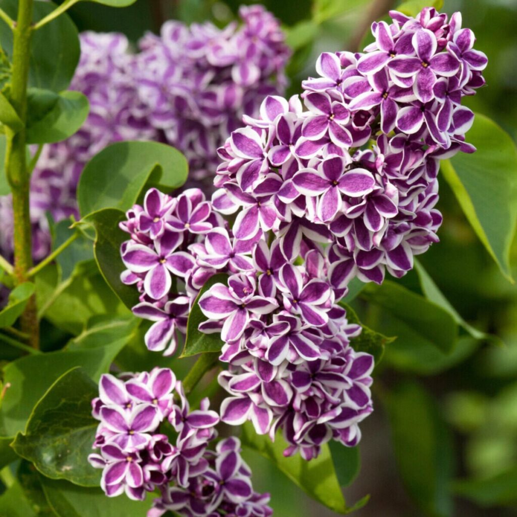 Kerti orgona (Syringa vulgaris 'Sensation')