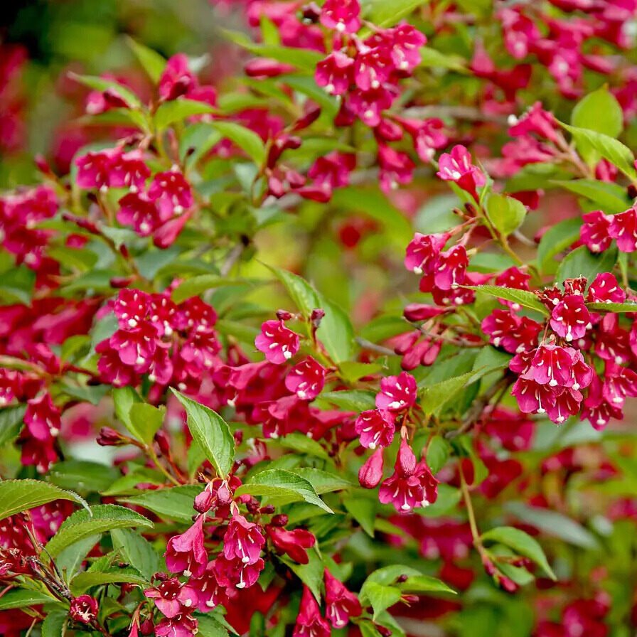 Kerti rózsalonc (Weigela hybrida 'Eva Rathke')