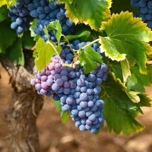 Kerti szőlő (Vitis vinifera 'Cabernet')