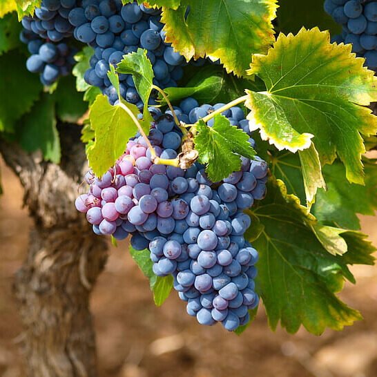 Kerti szőlő (Vitis vinifera 'Cabernet')