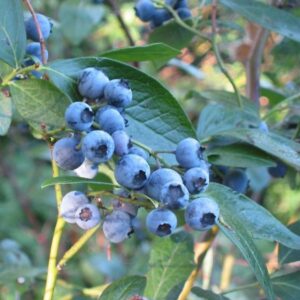 Kései áfonya (Vaccinium corymbosum 'Jersey')