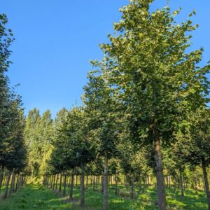 Kínai hárs (Tilia euchlora)