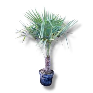 Kínai kenderpálma (Trachycarpus fortunei)