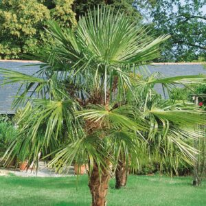 Kínai kenderpálma (Trachycarpus fortunei)