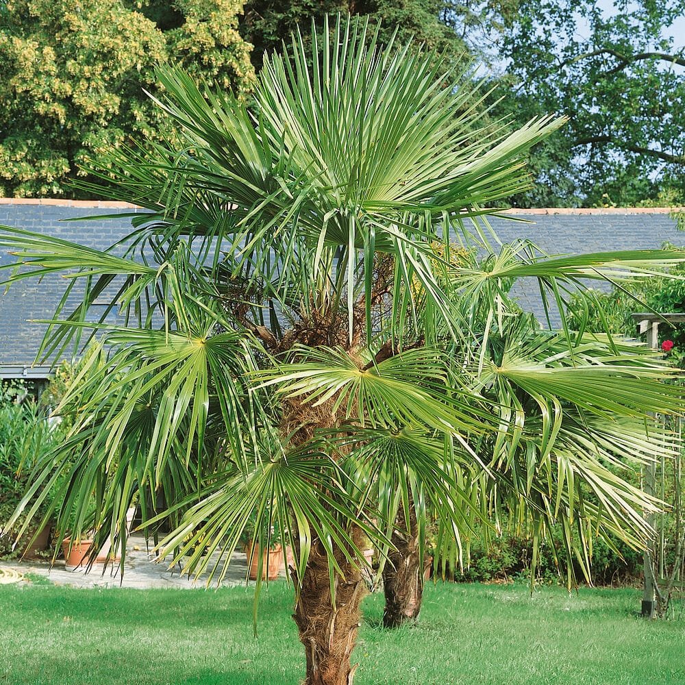 Kínai kenderpálma (Trachycarpus fortunei)