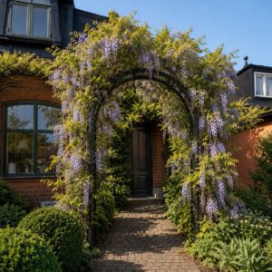 Kínai lilaakác kapú (Wisteria sinensis)