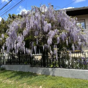 Kínai lilaakác (Wisteria sinensis)