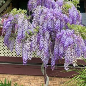 Kínai lilaakác (Wisteria sinensis)