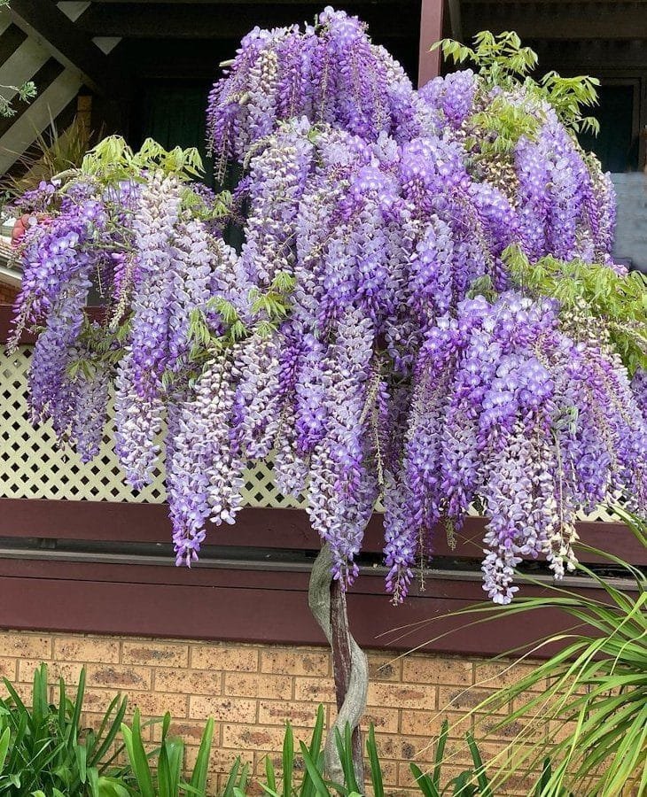 Kínai lilaakác (Wisteria sinensis)