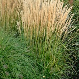 Kínai nádtippan (Calamagrostis × acutiflora 'Karl Foerster')