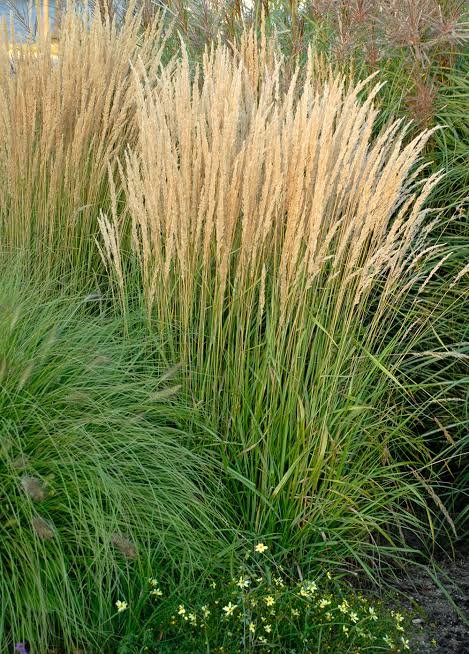 Kínai nádtippan (Calamagrostis × acutiflora 'Karl Foerster')