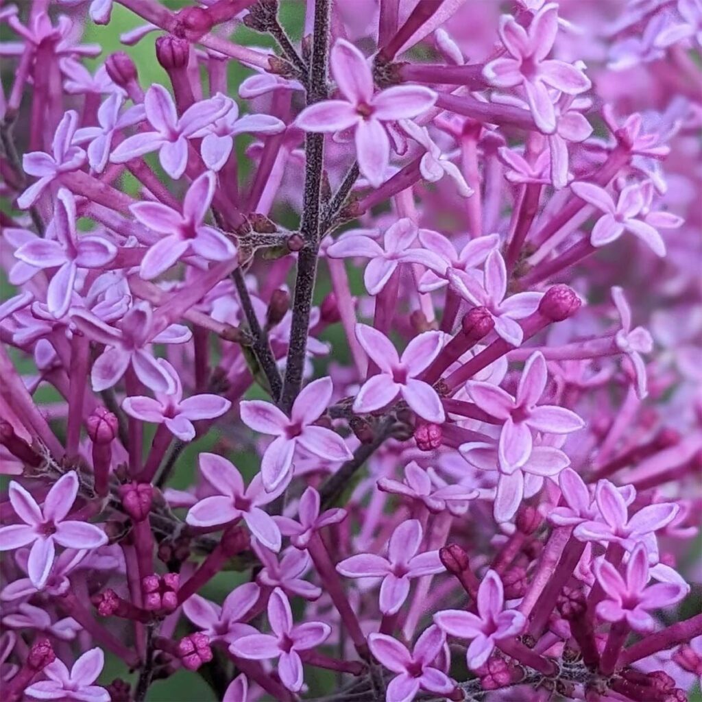 Kínai orgona (Syringa chinensis 'Dark Purple')