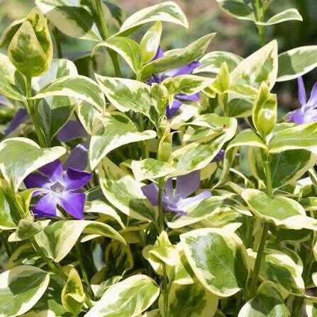 Kis meténg (Vinca minor 'Variegata')