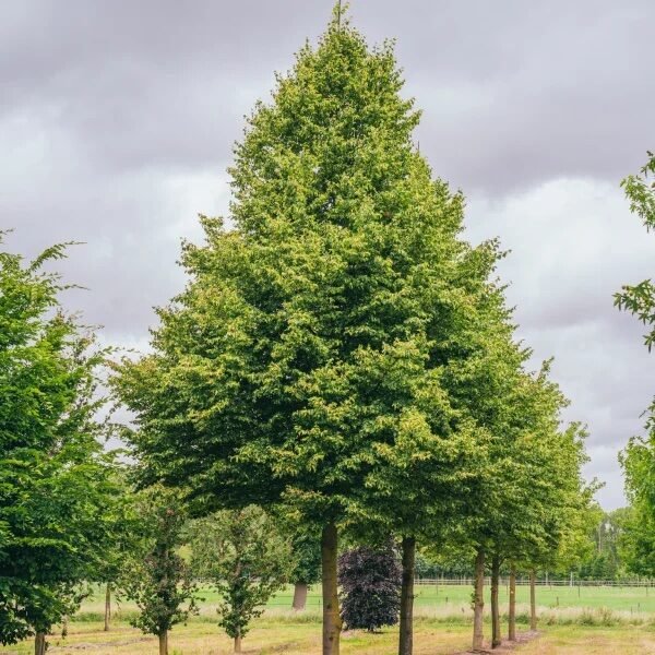 Kislevelű hárs (Tilia cordata 'Rancho')