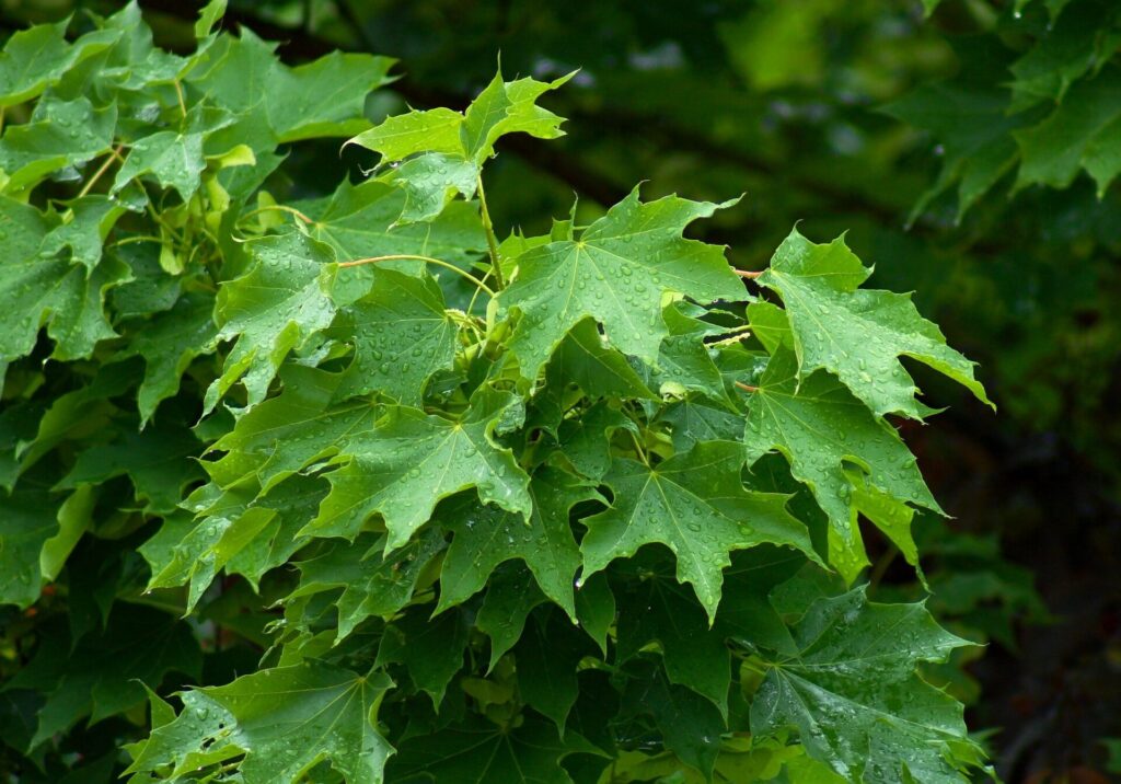 Korai juhar (Acer platanoides)