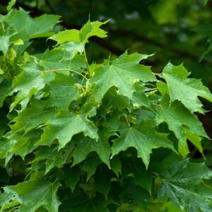 Korai juhar (Acer platanoides)