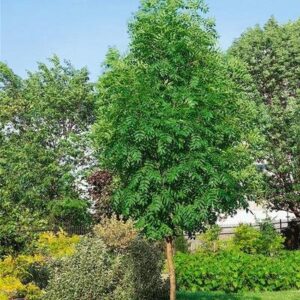 Kőris (Fraxinus excelsior 'Altena')