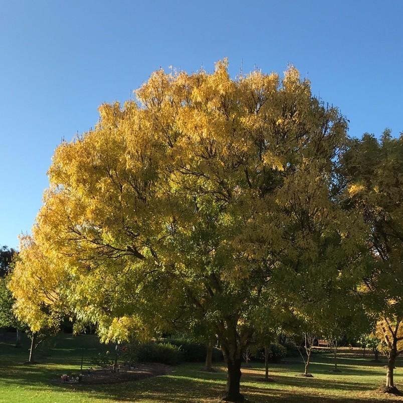 Kőris (Fraxinus excelsior 'Jaspidea')