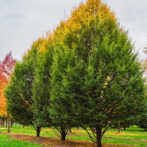Közönséges gyertyán (Carpinus betulus)