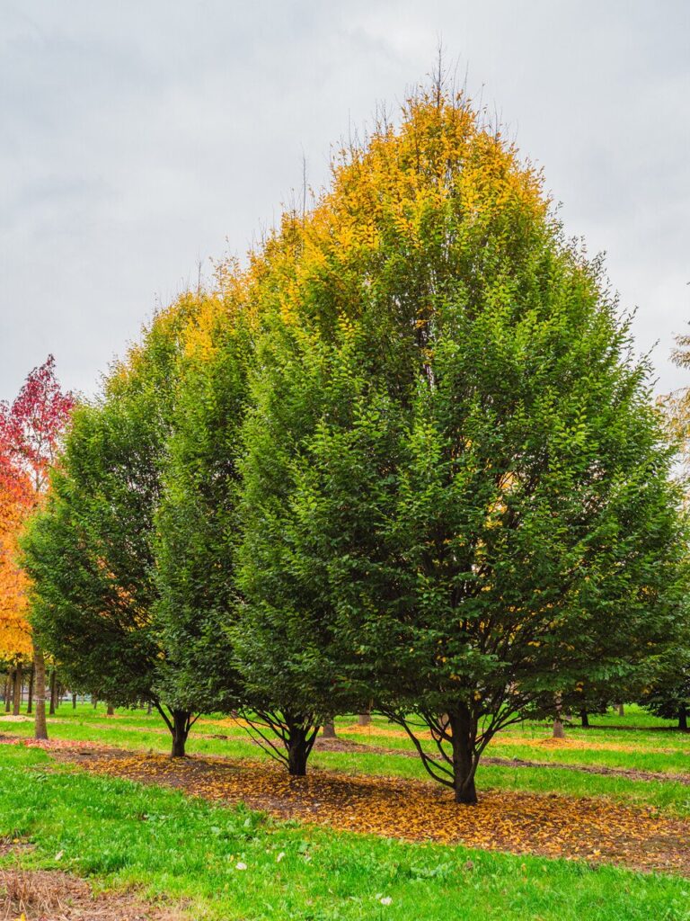 Közönséges gyertyán (Carpinus betulus)