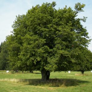 Közönséges gyertyán (Carpinus betulus)