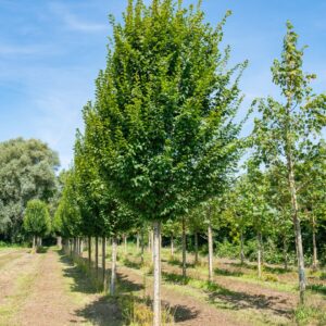 Közönséges gyertyán (Carpinus betulus)