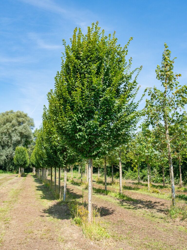 Közönséges gyertyán (Carpinus betulus)