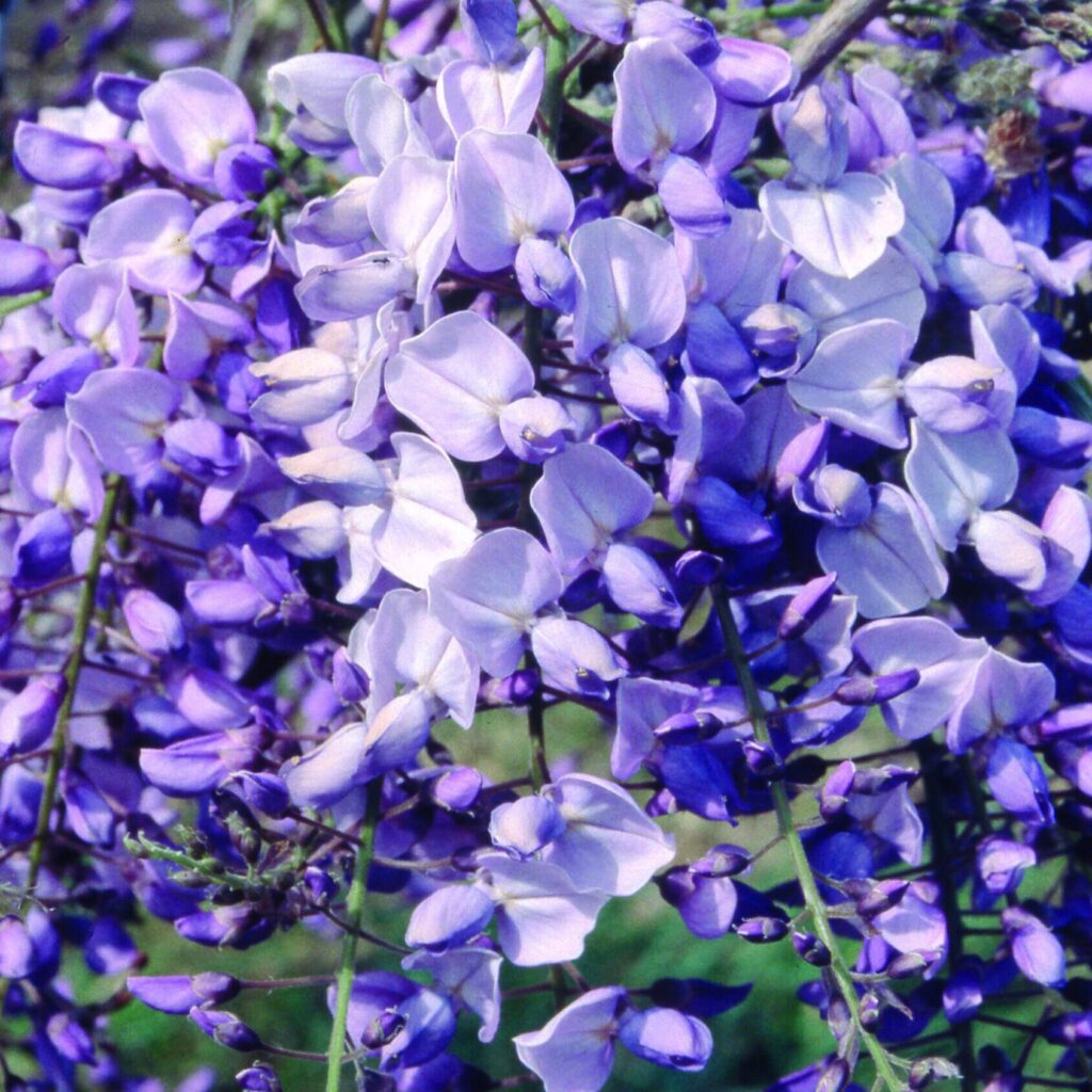 Lila virágú lilaakác (Wisteria brachybotrys 'Ikoyama Fuji')
