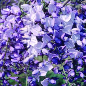 Lila virágú lilaakác (Wisteria brachybotrys 'Ikoyama Fuji')