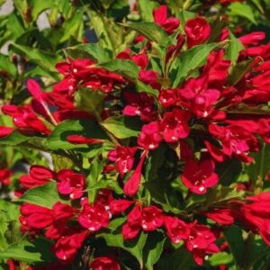Lucifer rózsalonc (Weigela florida 'Lucifer')