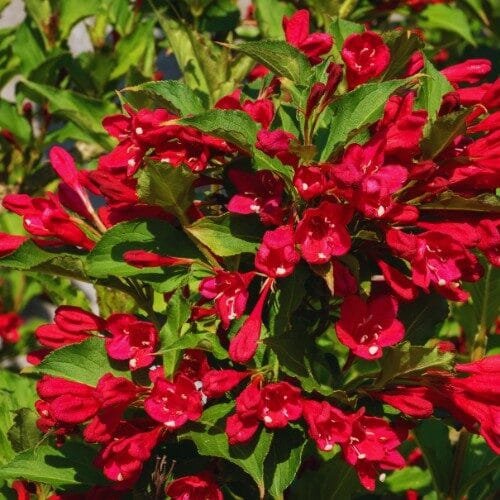 Lucifer rózsalonc (Weigela florida 'Lucifer')