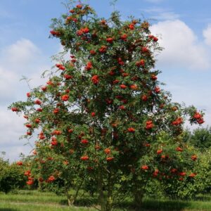 Madárberkenye (Sorbus aucuparia)