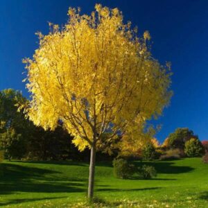 Magas kőris (Fraxinus excelsior 'Aurea')