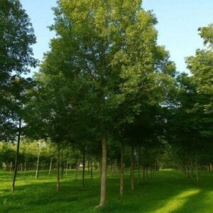 Magas kőris (Fraxinus excelsior 'Westhof's Glorie')