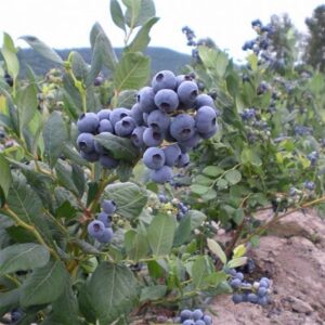 Magasbokrú áfonya (Vaccinium corymbosum 'Bluejay')