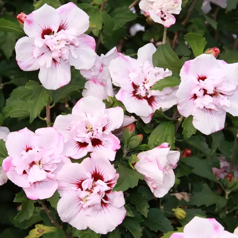 Mályvacserje (Hibiscus syriacus 'Carneus Plenus')