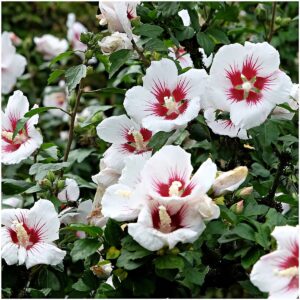 Mályvacserje (Hibiscus syriacus 'Hamabo')